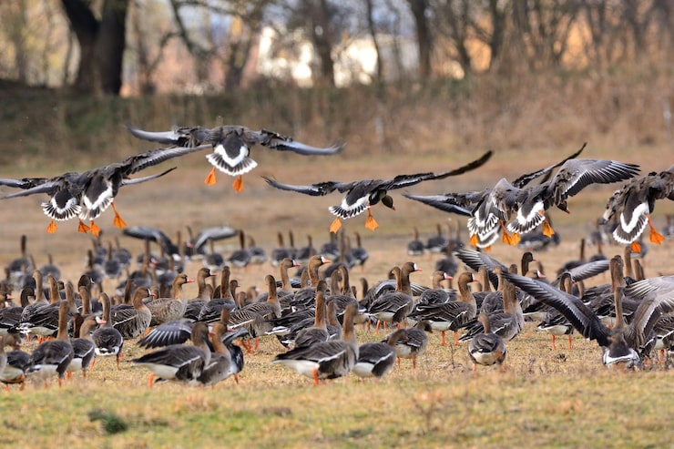 Arkansas guided duck hunt